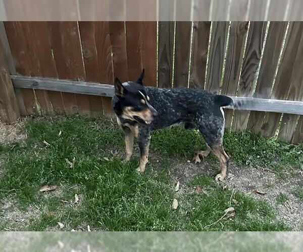 Medium Photo #2 Mutt Puppy For Sale in San Antonio, TX, USA