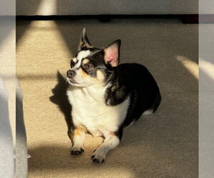 Marvin - Male Chihuahua Dog for Adoption - Photo #4