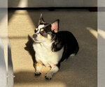 Small #3 Chihuahua