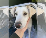 Small Labrador Retriever Mix