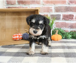 Small #2 Schnauzer (Miniature)