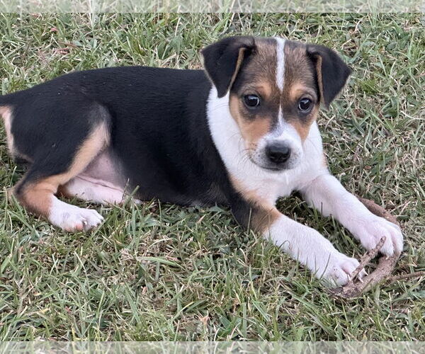 Medium Photo #3 Labrador Retriever-Unknown Mix Puppy For Sale in Garner, NC, USA