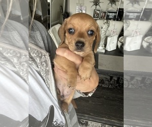 Dachshund Puppy for sale in SAN DIEGO, CA, USA
