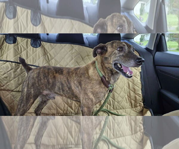 Medium Photo #15 Feist Terrier-Unknown Mix Puppy For Sale in Arlington, VA, USA