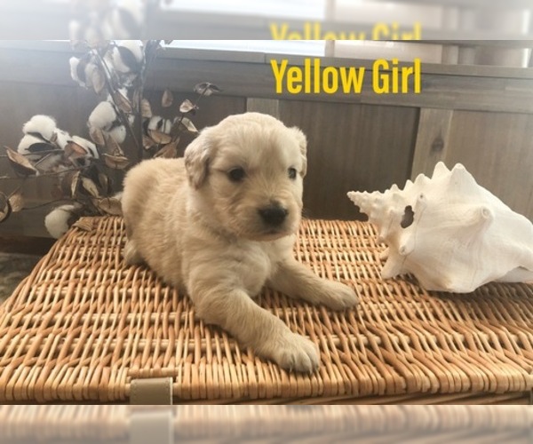 Medium Photo #24 Golden Retriever Puppy For Sale in PRYOR, OK, USA