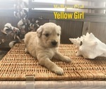 Small Photo #24 Golden Retriever Puppy For Sale in PRYOR, OK, USA