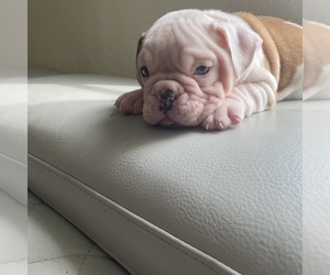 English Bulldog Puppy for sale in CLEVELAND, NC, USA