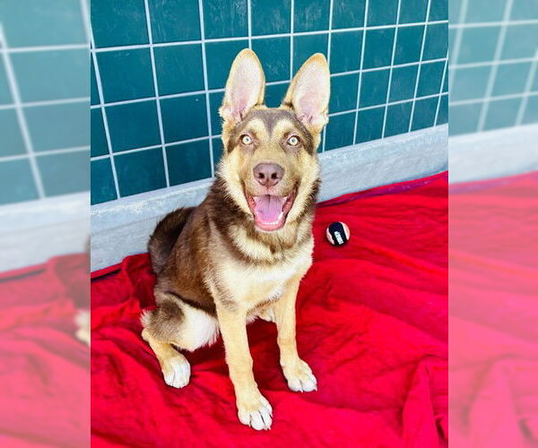 Medium Photo #2 German Shepherd Dog-Unknown Mix Puppy For Sale in Rancho Cucamonga, CA, USA