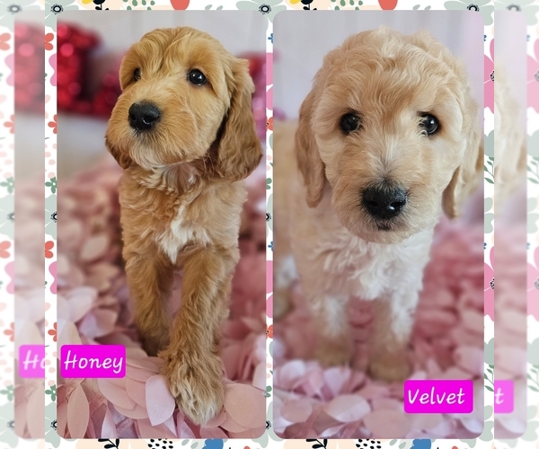 Medium Photo #1 Goldendoodle Puppy For Sale in TYLER, TX, USA