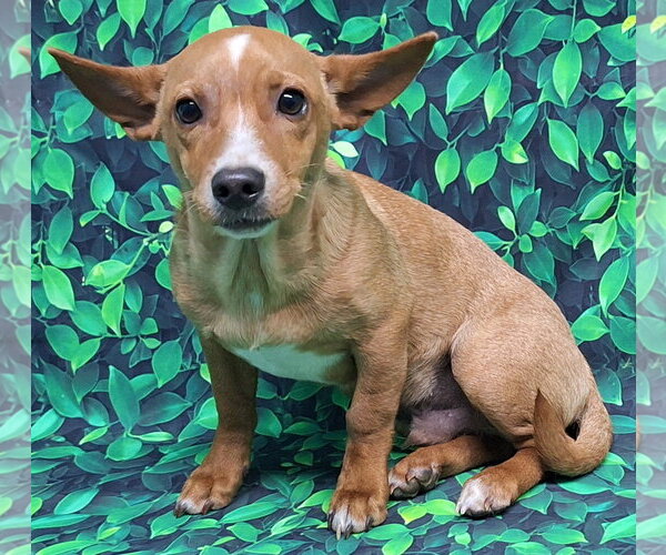 Medium Photo #1 Chihuahua-Unknown Mix Puppy For Sale in Wetumpka, AL, USA