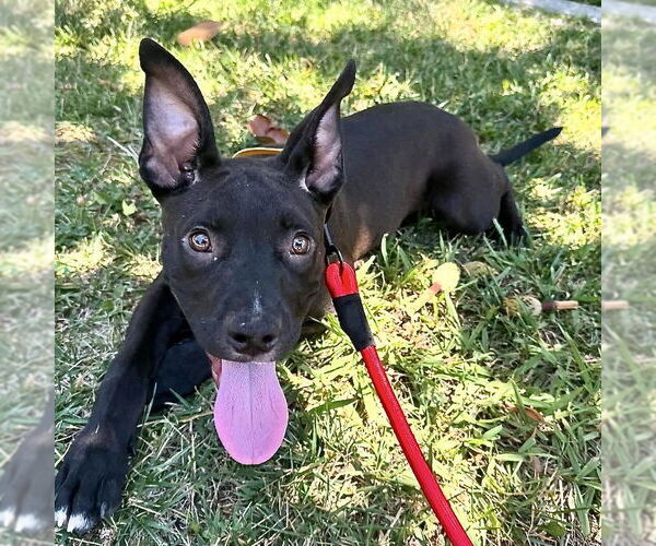 Medium Photo #5 American Staffordshire Terrier-Unknown Mix Puppy For Sale in San Juan Capistrano, CA, USA