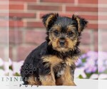 Small Yorkshire Terrier