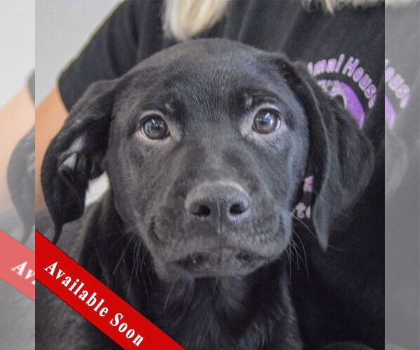 Medium Photo #1 Mutt Puppy For Sale in Huntley, IL, USA