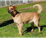 Small #6 Mutt
