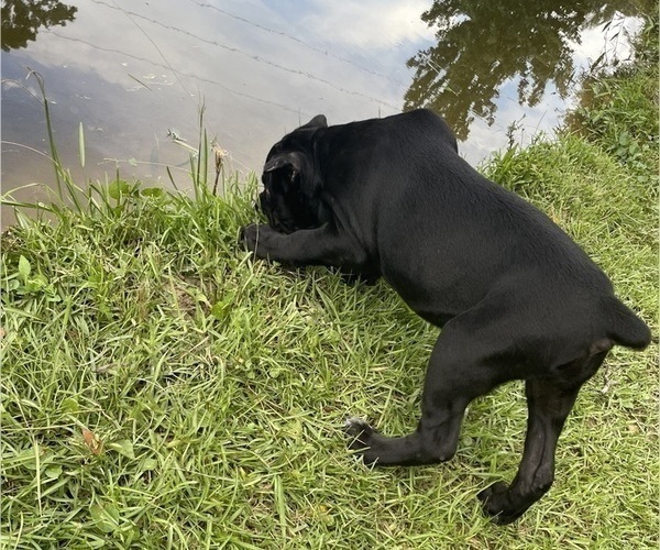 Medium Photo #2 Cane Corso Puppy For Sale in MONTGOMERY, AL, USA