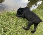 Small #1 Cane Corso