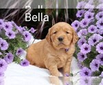Puppy Bella Golden Retriever