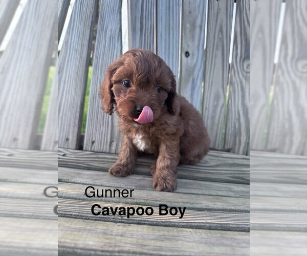 Medium Photo #1 Cavapoo (Miniature) Puppy For Sale in Studio City, CA, USA