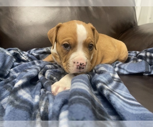 Medium Photo #113 American Bully Puppy For Sale in REESEVILLE, WI, USA
