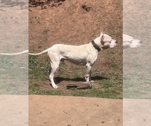 Father of the Dogo Argentino puppies born on 01/16/2023