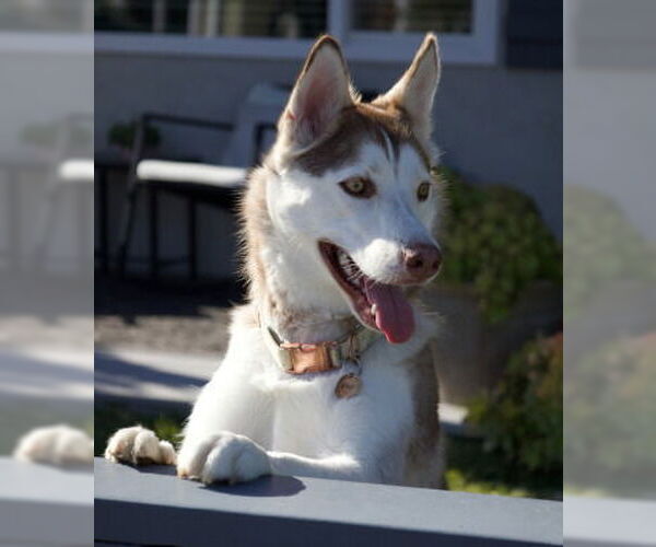 Medium Photo #1 Siberian Husky Puppy For Sale in Ventura, CA, USA