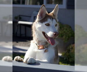 Siberian Husky Dogs for adoption in Ventura, CA, USA