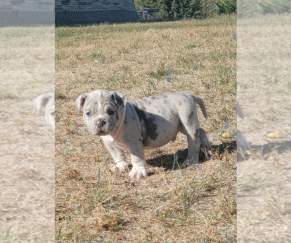 Medium Photo #6 American Bully Puppy For Sale in MARTELL, NE, USA