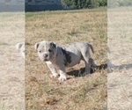 Small Photo #6 American Bully Puppy For Sale in MARTELL, NE, USA
