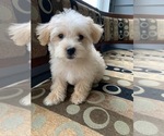 Small Photo #7 Poodle (Toy)-West Highland White Terrier Mix Puppy For Sale in RICHMOND, IL, USA