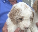 Puppy 5 Saint Berdoodle