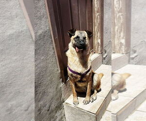 Evee (Courtesy Post) -Adopt Me - Female German Shepherd Dog-Unknown Mix Dog for Adoption - Photo #4