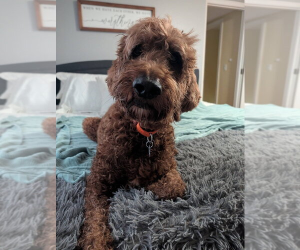 Medium Photo #2 Irish Doodle Puppy For Sale in Oak Bluffs, MA, USA