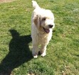 Small Photo #6 Goldendoodle Puppy For Sale in LOWER SALEM, OH, USA