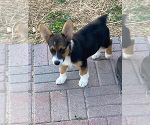 Aussie-Corgi Puppy for sale in BRIGGSDALE, CO, USA