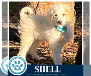 Shell (Seashore Squad) 101726 - Female Mutt Dog for Adoption - Photo #3
