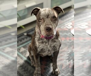 American Pit Bull Terrier-Catahoula Leopard Dog Mix Dogs for adoption in Berkeley, CA, USA