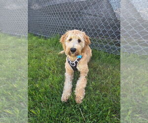 Goldendoodle Puppy for sale in RATHDRUM, ID, USA