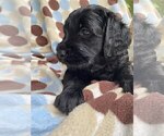 Small #3 Goldendoodle