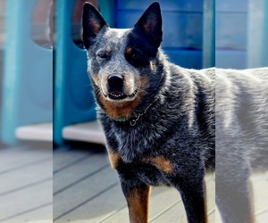 Father of the Australian Cattle Dog puppies born on 03/20/2025