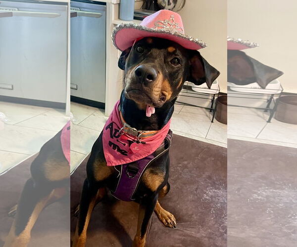 Medium Photo #7 Rotterman Puppy For Sale in White Hall, AR, USA