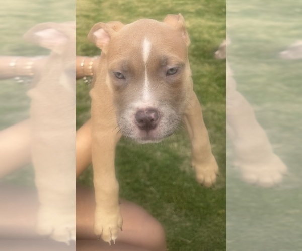 Medium Photo #34 American Bully Puppy For Sale in LAKE STATION, IN, USA