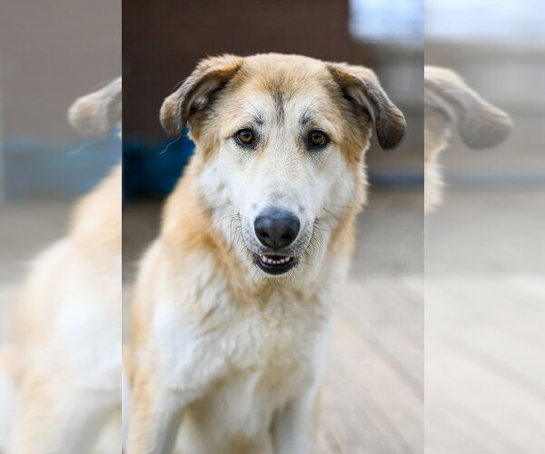 Medium Photo #4 Mutt Puppy For Sale in Matawan, NJ, USA