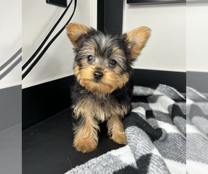 Yorkshire Terrier Puppy for sale in FRANKLIN, IN, USA