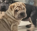 Puppy Ravioli Chinese Shar-Pei