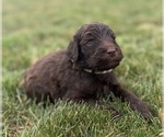 Small Photo #59 Goldendoodle Puppy For Sale in HOWARD CITY, MI, USA