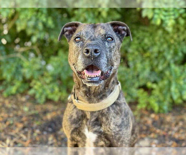 Medium Photo #3 American Pit Bull Terrier Puppy For Sale in Tavares, FL, USA