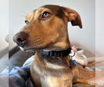 Small #11 Retriever  Mix