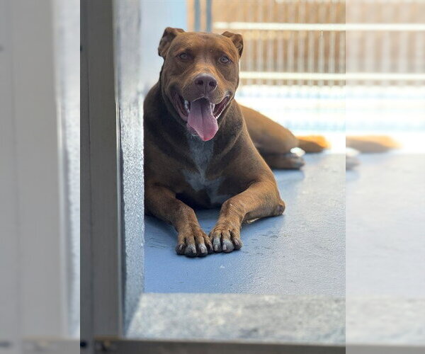 Medium Photo #1 Doberman Pinscher-Unknown Mix Puppy For Sale in Downey, CA, USA