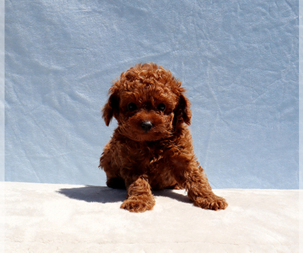 Medium Photo #1 Poodle (Toy) Puppy For Sale in LOS ANGELES, CA, USA