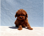 Small Poodle (Toy)